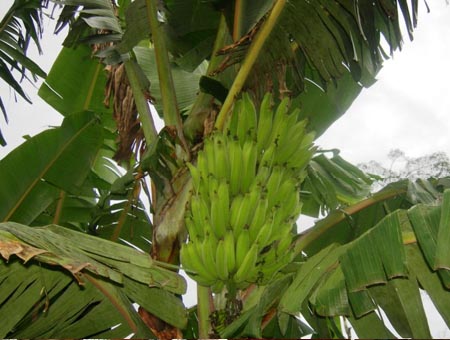 Biakatu Agricultural Co-Op bananas
