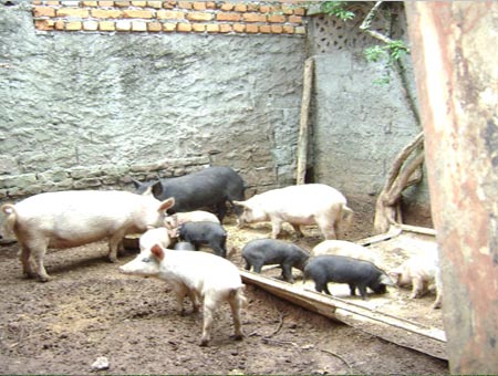 pigs from the University of Butembo