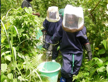 pygmy apiculture field training